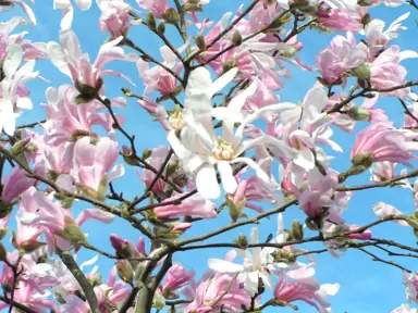 magnolia-stellata-rosea-