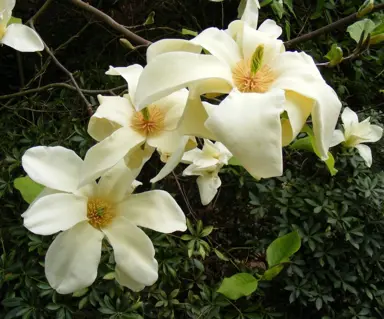magnolia-sundance-1