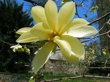 magnolia-sundance-3