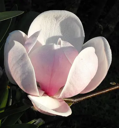 magnolia-soulangeana-sundew-