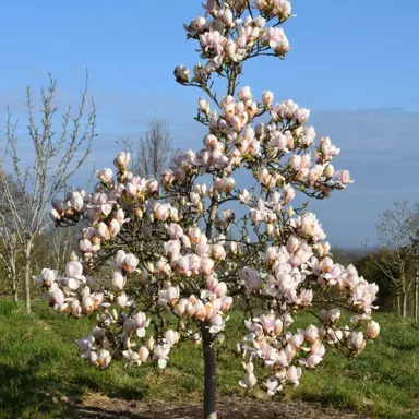 magnolia-soulangeana-sundew-2