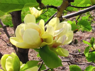magnolia-sunsation-