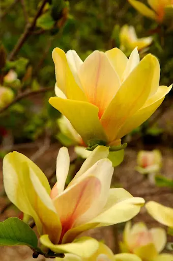 magnolia-sunsation-2