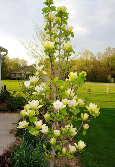 magnolia-sunsation-3