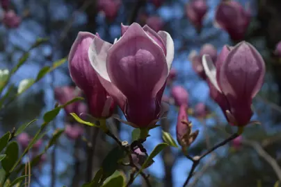 magnolia-todd-gresham-1