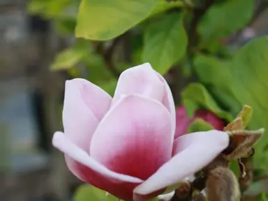 magnolia-touch-of-class-