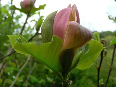 magnolia-brooklynensis-woodsman-2