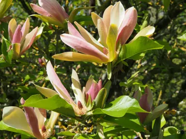 magnolia-brooklynensis-woodsman-3