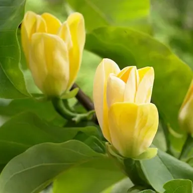 magnolia-yellow-bird-3