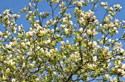 magnolia-yellow-fever-