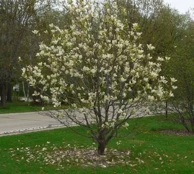 magnolia-yellow-fever-1