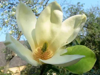 magnolia-yellow-fever-2