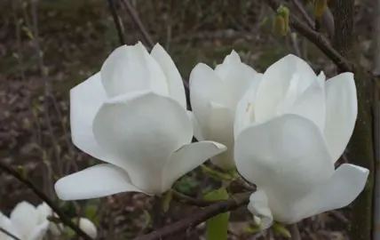 magnolia-billowing-cloud-