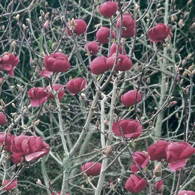 magnolia-black-tulip-