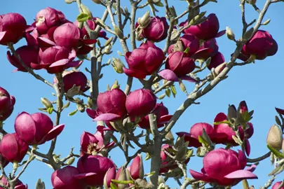 magnolia-black-tulip-2