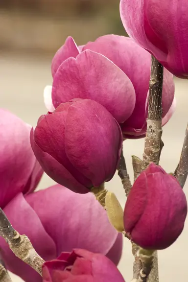 magnolia-black-tulip-3