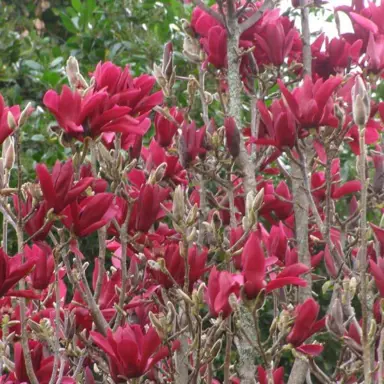 magnolia-burgundy-star-