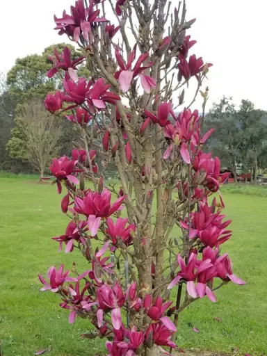 magnolia-burgundy-star-2