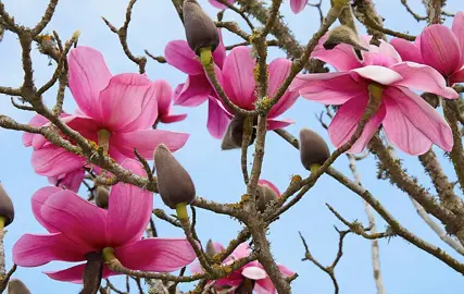 magnolia-charles-raffill-