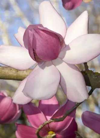 magnolia-charles-raffill-2