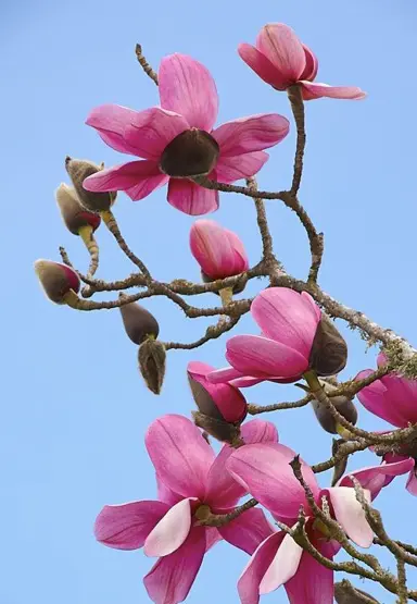 magnolia-charles-raffill-3