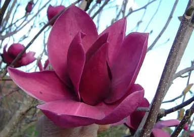 magnolia-cleopatra-2