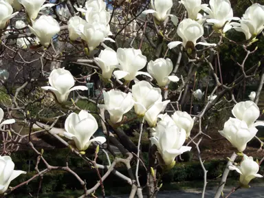 magnolia-denuata-1