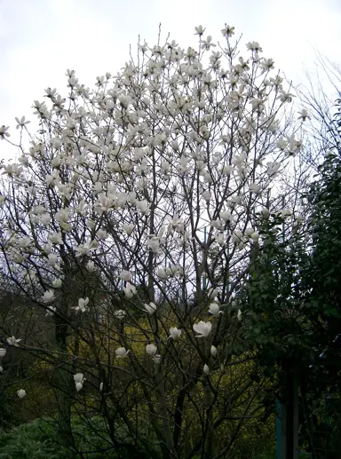 magnolia-denuata-2