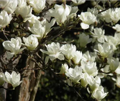 magnolia-denudata-5
