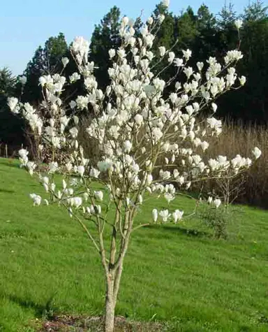magnolia-gere-2