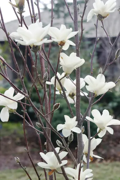 magnolia-gere-3