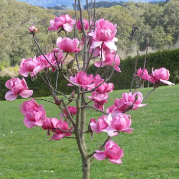 magnolia-felix-