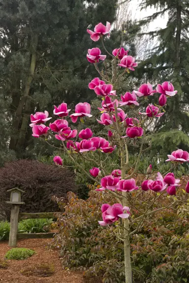 magnolia-felix-2