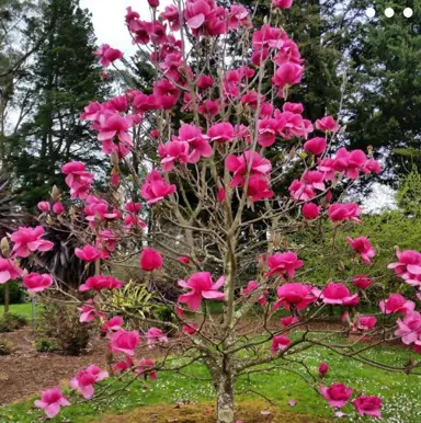 magnolia-felix-3
