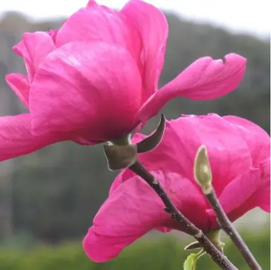 magnolia-felix-4