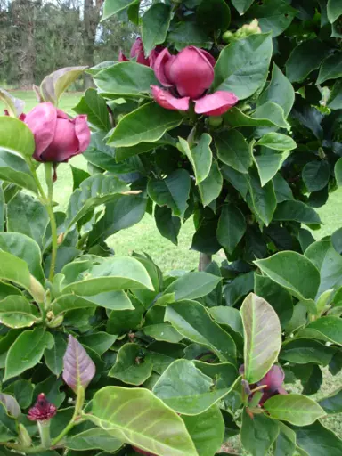 magnolia-genie-1