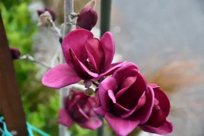magnolia-genie-4