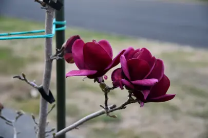 magnolia-genie-6