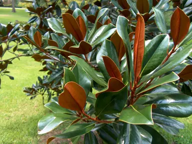 magnolia-grandiflora-dd-blanchard-1