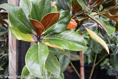 magnolia-dd-blanchard-2