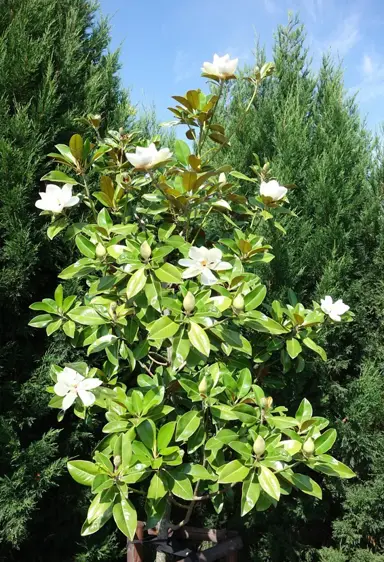 magnolia-ferruginea-