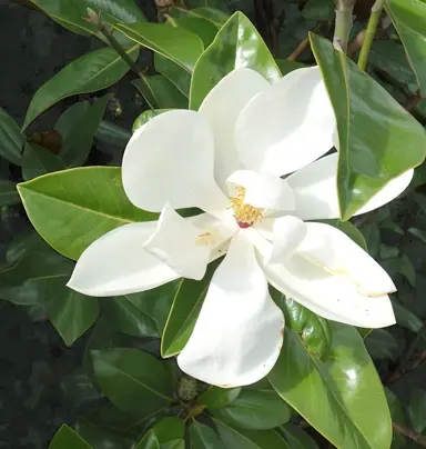 magnolia-ferruginea-2