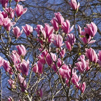 magnolia-heaven-scent-1