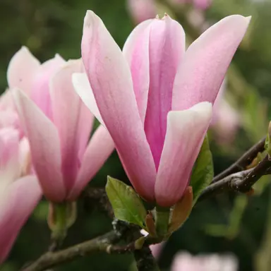 magnolia-heaven-scent-2