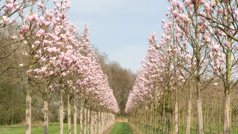 magnolia-heaven-scent-3
