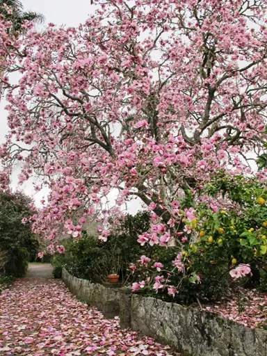magnolia-iolanthe-