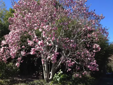 magnolia-iolanthe-1