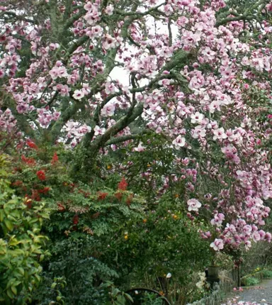 magnolia-iolanthe-2