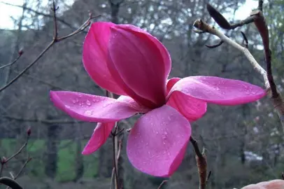 magnolia-jc-williams-