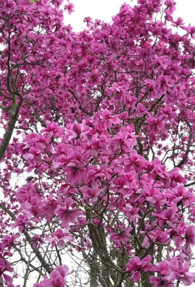 magnolia-jc-williams-1